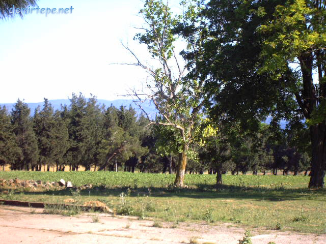 Çamlığımız